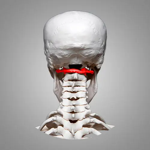 Illustration d'un squelette avec la première cervicale, l'atlas en couleur
